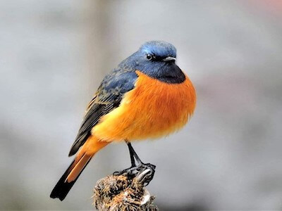 One of the 770 species of bids you acn see when you visit bhutan